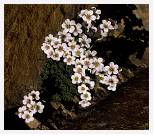 Saxifraga pubescens * Hairy Saxifrage - Punta Alta, Pyrenees - July 1990 * 4119 x 3600 * (14.25MB)